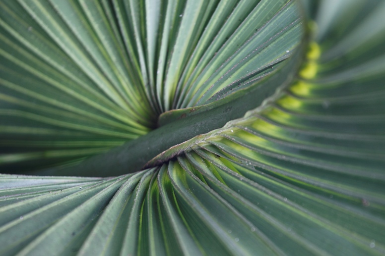 cabbage palm